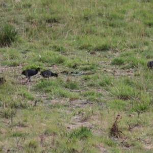 Fulica atra at Paddys River, ACT - 2 May 2023