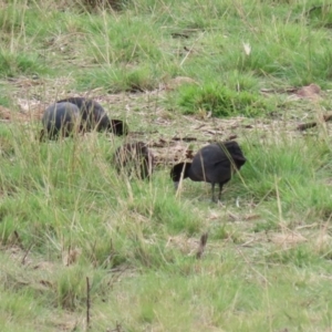 Fulica atra at Paddys River, ACT - 2 May 2023 01:19 PM