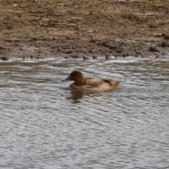 Aythya australis (Hardhead) at Paddys River, ACT - 2 May 2023 by RodDeb