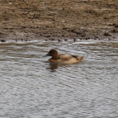 Aythya australis (Hardhead) at Lanyon - northern section - 2 May 2023 by RodDeb