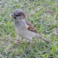 Passer domesticus (House Sparrow) at Mallacoota, VIC - 24 Apr 2023 by GlossyGal