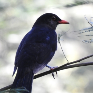 Turdus merula at Mallacoota, VIC - 24 Apr 2023