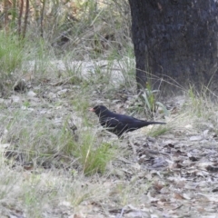 Turdus merula at Mallacoota, VIC - 24 Apr 2023