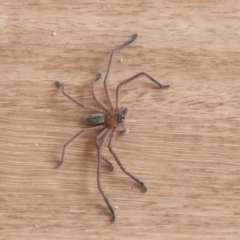 Delena cancerides (Social huntsman spider) at Alpine, NSW - 14 Oct 2018 by JanHartog