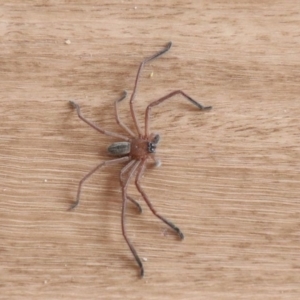 Delena cancerides (Social huntsman spider) at Alpine, NSW by JanHartog