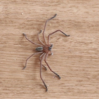 Delena cancerides (Social huntsman spider) at Alpine - 14 Oct 2018 by JanHartog