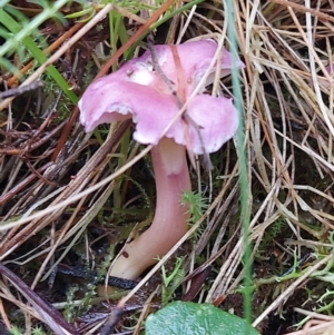 Hygrocybe sp. at Paddys River, ACT - 2 May 2023