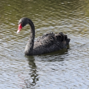 Cygnus atratus at Denman Prospect, ACT - 28 Apr 2023