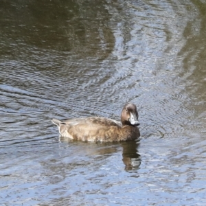 Aythya australis at Denman Prospect, ACT - 28 Apr 2023 01:05 PM