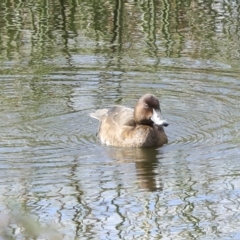 Aythya australis at Denman Prospect, ACT - 28 Apr 2023 01:05 PM