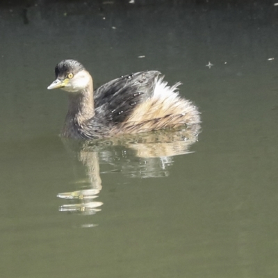 Tachybaptus novaehollandiae (Australasian Grebe) at Molonglo Valley, ACT - 28 Apr 2023 by AlisonMilton