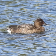 Aythya australis (Hardhead) at Coombs, ACT - 28 Apr 2023 by AlisonMilton