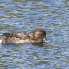 Aythya australis at Coombs, ACT - 28 Apr 2023