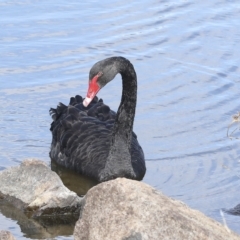 Cygnus atratus (Black Swan) at Coombs Ponds - 28 Apr 2023 by AlisonMilton