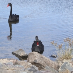 Cygnus atratus at Coombs, ACT - 28 Apr 2023