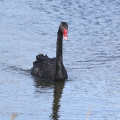 Cygnus atratus at Coombs, ACT - 28 Apr 2023 02:23 PM