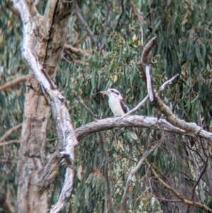 Dacelo novaeguineae at Jindera, NSW - 1 May 2023