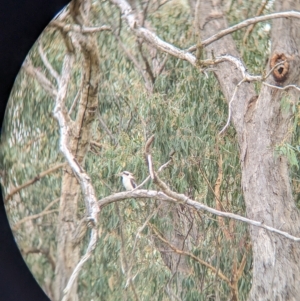 Dacelo novaeguineae at Jindera, NSW - 1 May 2023