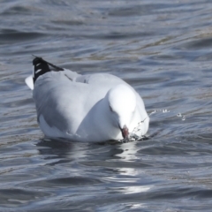 Chroicocephalus novaehollandiae (Silver Gull) at Coombs, ACT - 28 Apr 2023 by AlisonMilton