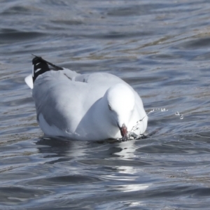 Chroicocephalus novaehollandiae at Coombs, ACT - 28 Apr 2023