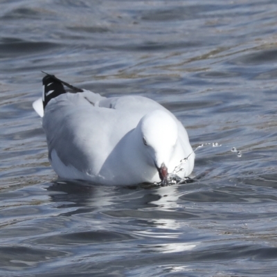 Chroicocephalus novaehollandiae (Silver Gull) at Coombs Ponds - 28 Apr 2023 by AlisonMilton