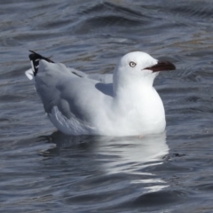 Chroicocephalus novaehollandiae at Coombs, ACT - 28 Apr 2023