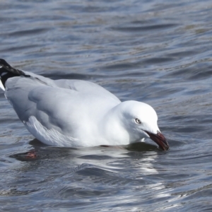 Chroicocephalus novaehollandiae at Coombs, ACT - 28 Apr 2023