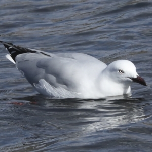 Chroicocephalus novaehollandiae at Coombs, ACT - 28 Apr 2023