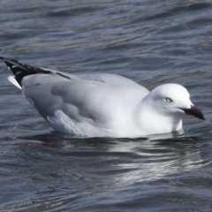 Chroicocephalus novaehollandiae at Coombs, ACT - 28 Apr 2023