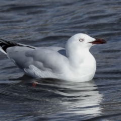 Chroicocephalus novaehollandiae at Coombs, ACT - 28 Apr 2023