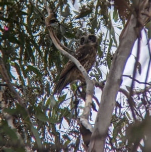 Ninox boobook at Moorwatha, NSW - suppressed