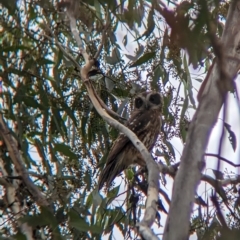 Ninox boobook at Moorwatha, NSW - suppressed