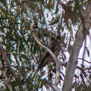Ninox boobook at suppressed - 2 May 2023