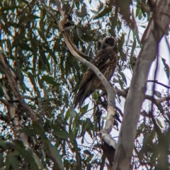 Ninox boobook at Moorwatha, NSW - suppressed