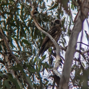 Ninox boobook at Moorwatha, NSW - suppressed