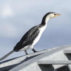 Microcarbo melanoleucos (Little Pied Cormorant) at Coombs, ACT - 28 Apr 2023 by AlisonMilton