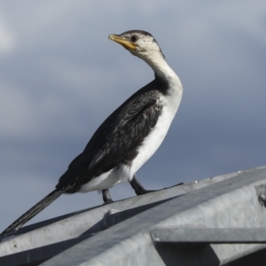 Microcarbo melanoleucos at Coombs, ACT - 28 Apr 2023