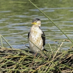 Microcarbo melanoleucos at Coombs, ACT - 28 Apr 2023