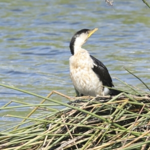 Microcarbo melanoleucos at Coombs, ACT - 28 Apr 2023