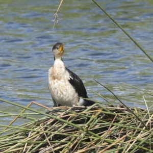 Microcarbo melanoleucos at Coombs, ACT - 28 Apr 2023