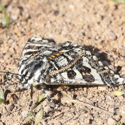 Apina callisto (Pasture Day Moth) at Molonglo River Reserve - 28 Apr 2023 by AlisonMilton