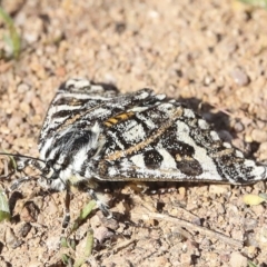Apina callisto (Pasture Day Moth) at Coombs, ACT - 28 Apr 2023 by AlisonMilton