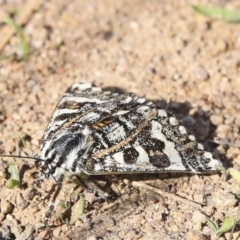 Apina callisto at Coombs, ACT - 28 Apr 2023