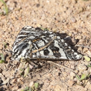 Apina callisto at Coombs, ACT - 28 Apr 2023