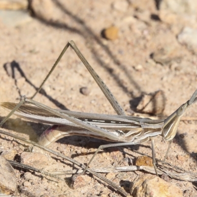 Acrida conica (Giant green slantface) at Coombs, ACT - 28 Apr 2023 by AlisonMilton