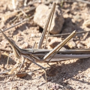 Acrida conica at Coombs, ACT - 28 Apr 2023