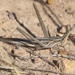 Acrida conica at Coombs, ACT - 28 Apr 2023