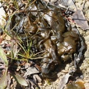 Nostoc sp. (genus) at Illilanga & Baroona - 11 Oct 2021