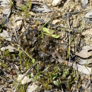 Nostoc sp. (genus) at Illilanga & Baroona - 11 Oct 2021