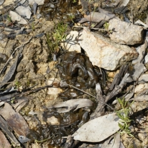 Nostoc sp. (genus) at Illilanga & Baroona - 11 Oct 2021